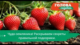 Чудо-земляника! Подкормка самой вкусной ягоды легко и просто!