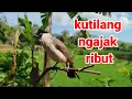 Lagu Suara kutilang ribut