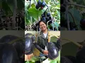 Download Lagu LOMBOY #viralshorts #video #shorts #short #satisfying #fruit #beta #videos