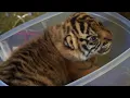 Download Handraising Twin Tiger Cubs | Tigers About The House | BBC mp4 3gp mp3 videos - waplic