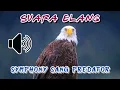 Download Lagu SUARA BURUNG ELANG - TERIAKAN SANG PREDATOR LANGIT