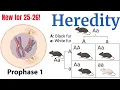 Meiosis and Genetics AP Bio Unit 5 Made Super Simple