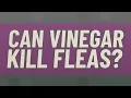 Can vinegar kill fleas