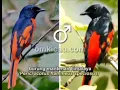 Download Lagu MP3 Suara burung mantenan ribut cocok buat mikat || andalan para pemikat