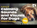 Download Lagu 4 Hours of Relaxing Sounds and Scenes for Dogs | Calming Music to Keep Your Dog Happy and Relaxed