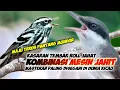 Download Lagu MASTERAN KOMBINASI MESIN JAHIT BIKIN SAKIT HATI LAWAN || MASTERAN MURAI BATU || MASTERAN MESIN JAHIT