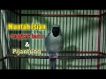 Download Lagu Cucak ijo muntah isian tengkek buto dan pijantung || cocok buat masteran