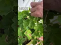 Download Lagu Garden Tips | Gardening | Geraniums | Plant Therapy | Gardening Tips for Beginners