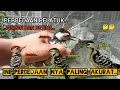 Download Lagu CARA MEMBEDAKAN PELATUK ULAM JANTAN DAN BETINA PALING AKURAT..!!🐦🐦🤔🤔2025