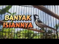 Download Lagu GELATIK BATU GACOR | GELATIK BATU ISIAN | PANCINGAN BURUNG GELATIK BATU