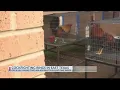 Almost 100 roosters seized from Cherokee County cockfighting ring