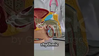 How Ejaculation Works 3D Medical Animation Of The Male Reproductive System Spermjourney 