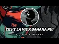 Download Lagu DJ CES'T LA VIE X BAHANA PUI VIRAL TIKTOK 2024 | SLOWED \u0026 REVERB!!!