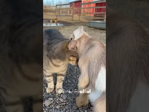 This Cat Took a Baby Goat as Her Own 💞