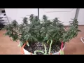 King Tut