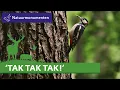 Download Lagu De groene specht, zwarte specht en grote bonte specht!
