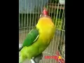 Download Lagu pancingan love bird males bunyi