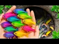 Lagu Catch beautiful aquarium fish in small pond baby turtles, eel, koi, pencil fish,  nemo fish, tadpole