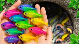catch beautiful aquarium fish in small pond baby turtles eel koi pencil fish nemo fish tadpole