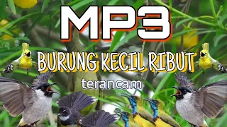 suarapikat burung kecil terancam ketakutan suara jernih anti zonk 