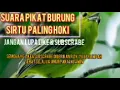 Download Lagu SUARA PIKAT BURUNG SIRTU NGUMPUL
