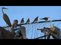 Download Lagu Tekukur di kebun pawang banyak sekali bonus cangak merah