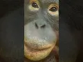Lagu Baby Nilah and Surya#shorts#funny#orangutans#funnyanimals#funny video#monkeys#zoo #zoos #monkeysmart