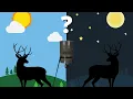 When Should I Set the Deer Feeder Time