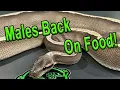 Getting Male Ball Pythons Back On Food Ball Python Breeding