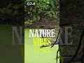 Download Lagu NATURE VIBES CHAPTER 15 #nature #wildlife #greyheron  #waterbird  #environment