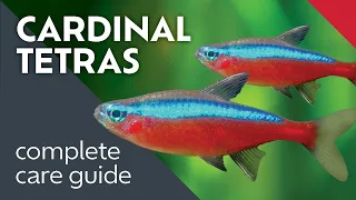 Cardinal Tetras What I Learned