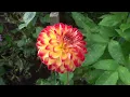 Download Lagu Best dahlia varieties in 2023 (in Geoff \u0026 Heather’s garden!)