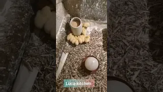 تربيه الفراخ البيضه في الصيف وازي تخدي أعلى إنتاج 