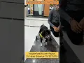 Special Cart For Paralysed Dog Able To Walk Again Dr Hiren Babariya 7575075535