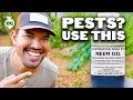How to Use Neem Oil to Control Pests Diseases