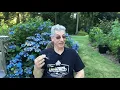 Wedding Cake Cannabis Strain Review