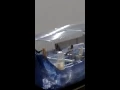 Jilguero quiere pisar a jilguera