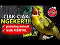 Download Lagu Ciak Ciak NGEKER Kecial Kuning Ampuh Pancing Emosi dan Latih MENTAL Kecial Anda‼️| PEPADU KECIAL