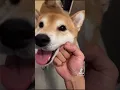 Download Lagu Dog Owner ABUSES his Shiba Inu
