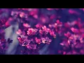 Download Lagu DJ Quads - Flowers (Slowed x reverb)