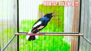 masteran burung kacer gacor full isian mewah roll tembak