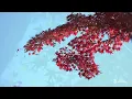 【Forest Gradation】Overwritten by Winter　Soothing Moments: BGM & BGV