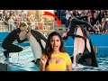 Download Lagu Dolphin Attack on Jessica? | Jessica Radcliffe Orca Trainer Viral Story