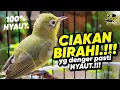 Download Lagu Ciak Ciak Kecial Kuning BIRAHI‼️Yg Denger Pasti NYAUT‼️| PEPADU KECIAL