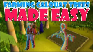 Quick Guide to Farming Calquat Trees in OSRS