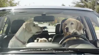top 5 funny animal commercials ever on tv funniest and crazy animals