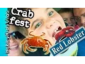 Red Lobster Dinner How to Eat Crab Seafood Review Restaurant HobbyKidsVids