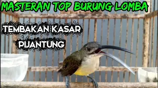 pijantung gacor tembakan kasar