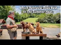 Chesapeake vs Golden vs Labrador Which Retriever is Right for You In A Warm Climate