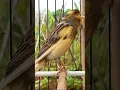 Download Lagu Kenari isian istimewa #kenari #canary #canario #canarias #kanaria #canaryislands #kenarigacor #birds